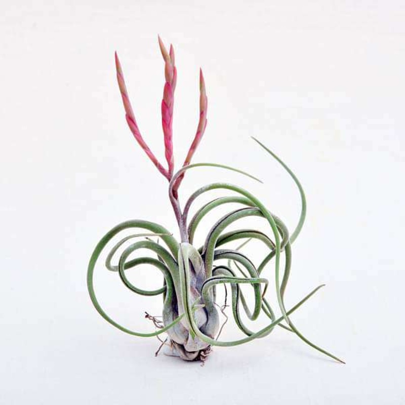Air Plant, Tillandsia caput medusae (Large) – Plant