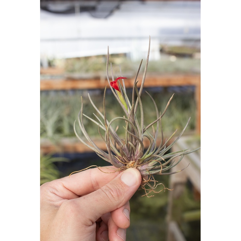 Albertiana Clump