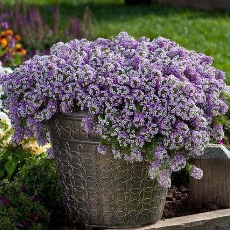 Alyssum (Lavender) – Plant