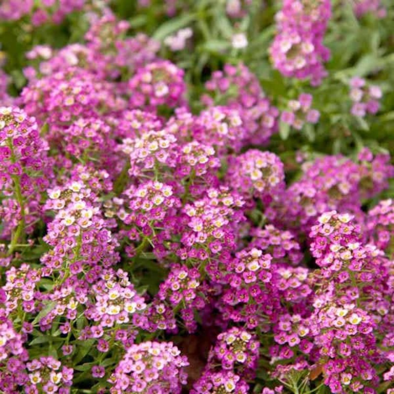 Alyssum (Pink) – Plant