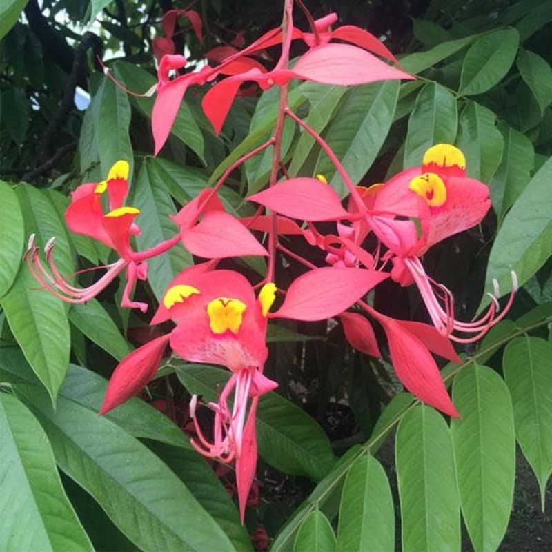 Amherstia nobilis – Plant