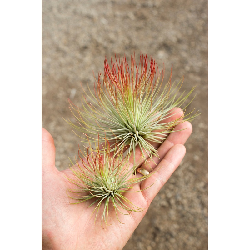 Andreana (Enhanced)|2-3″|4″