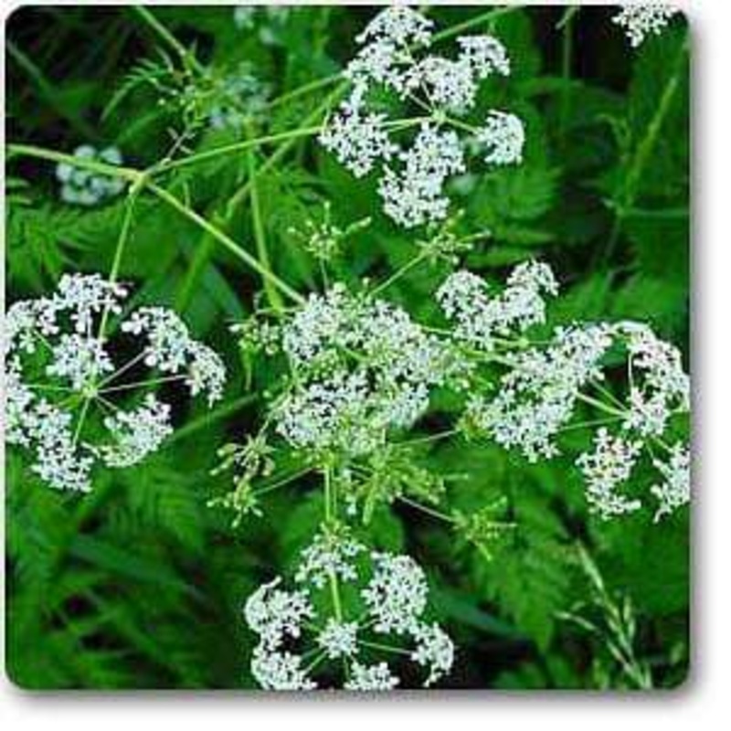 Anthriscus cerefolium – Plant