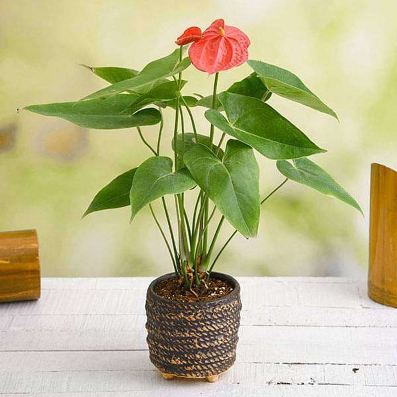 Anthurium in a Rope Design Round Ceramic Pot