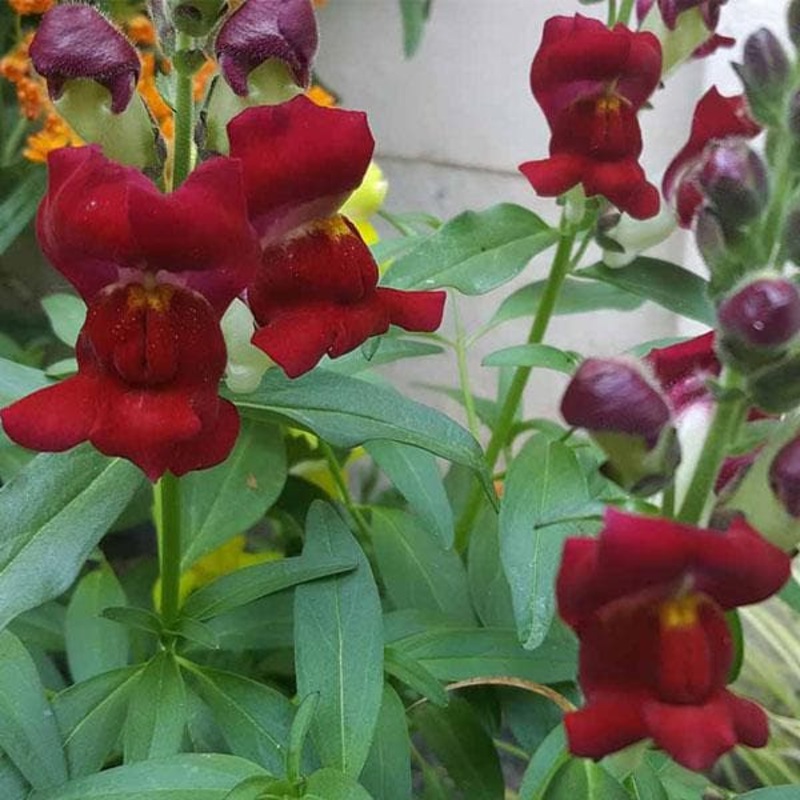 Antirrhinum, Snapdragon (Any Color) – Plant