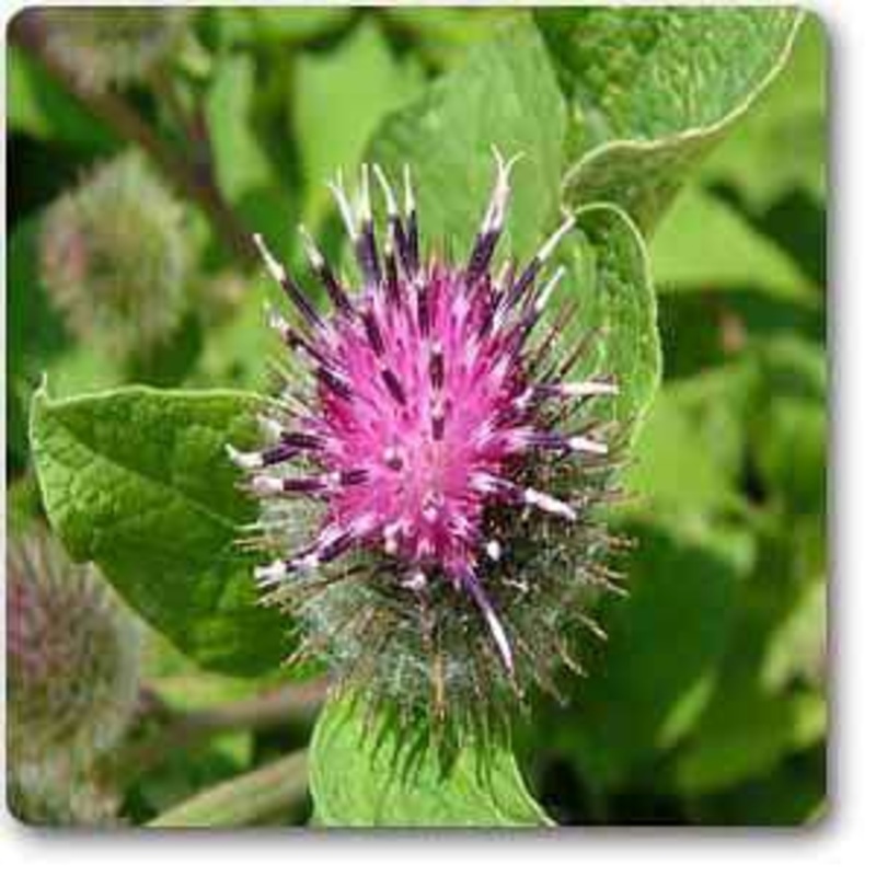 Arctium minus – Plant