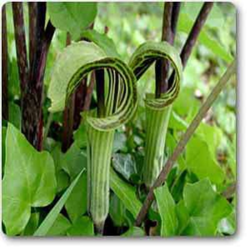 Arisaema triphyllum – Plant