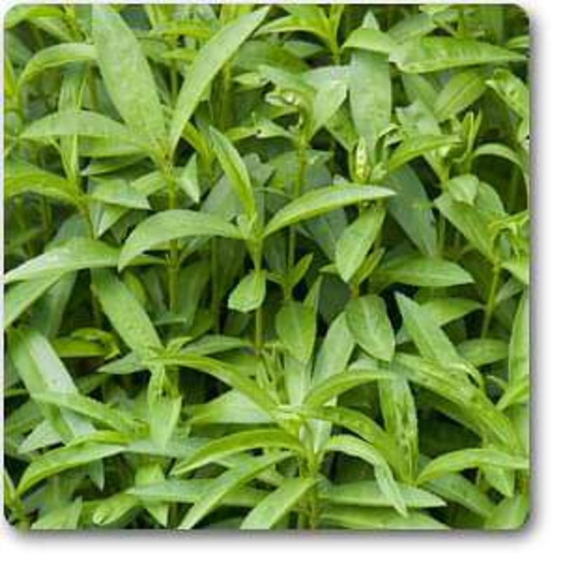 Artemisia dracunculus – Plant