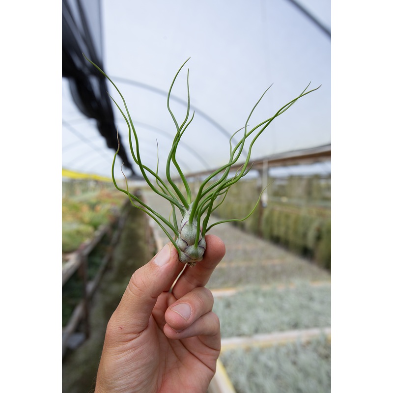 Bulbosa v. Subtilis