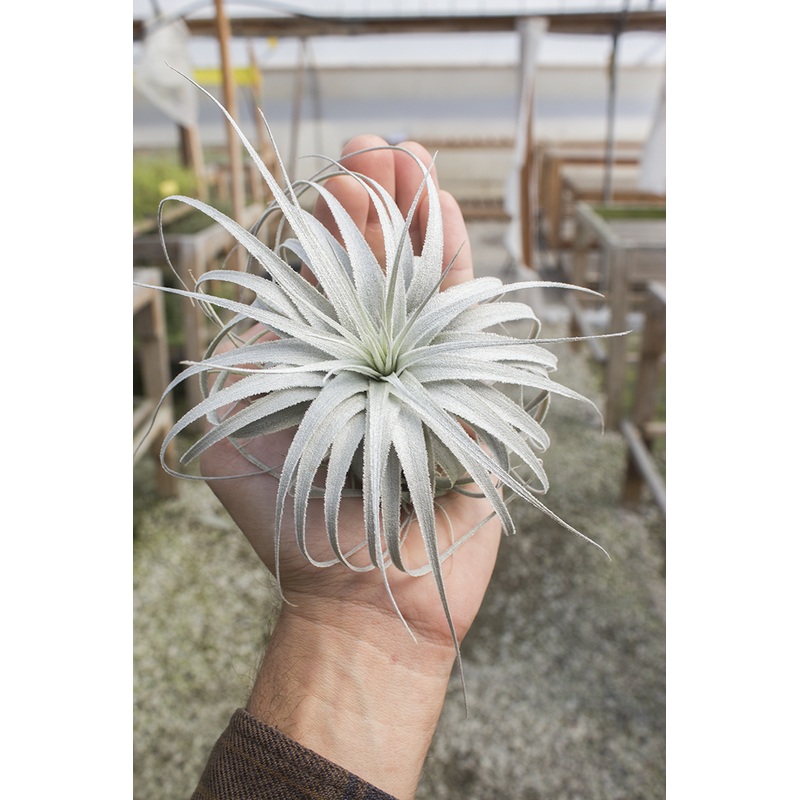 Chapuensis v Turiformis