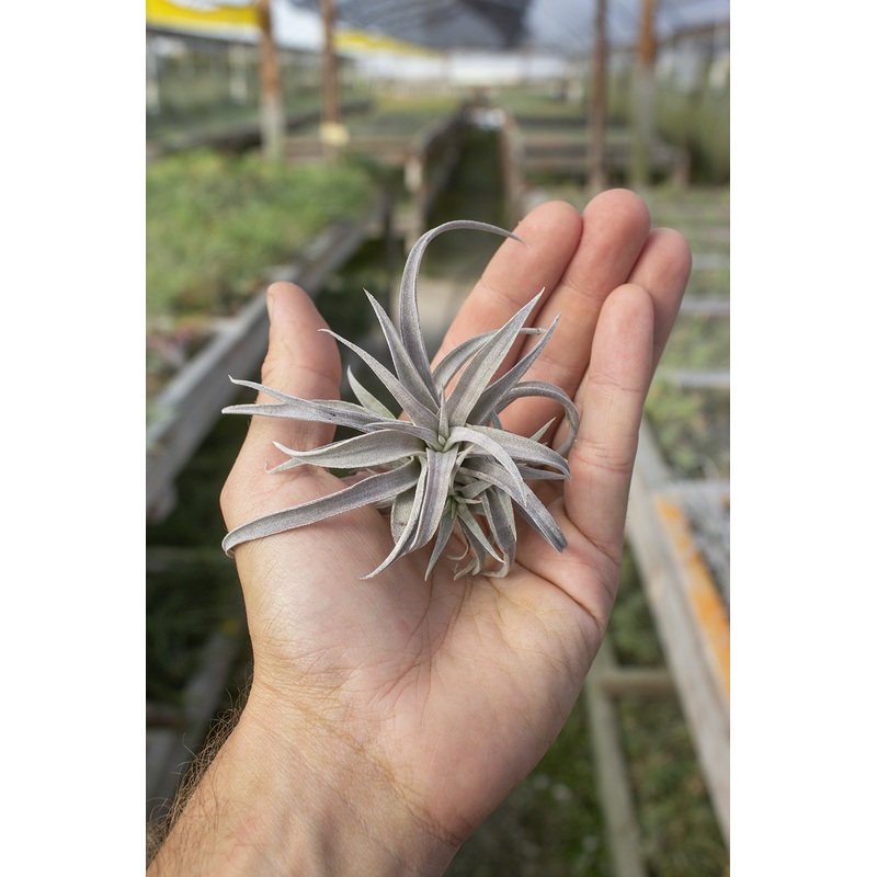 Chiapensis 3