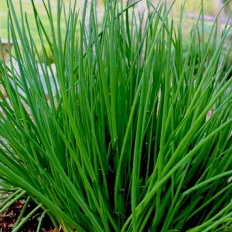 Chives – Herb Seeds