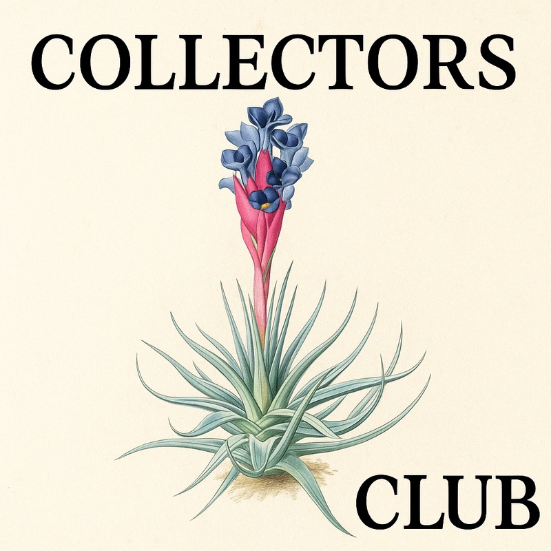 Collectors Club Subscription NEW