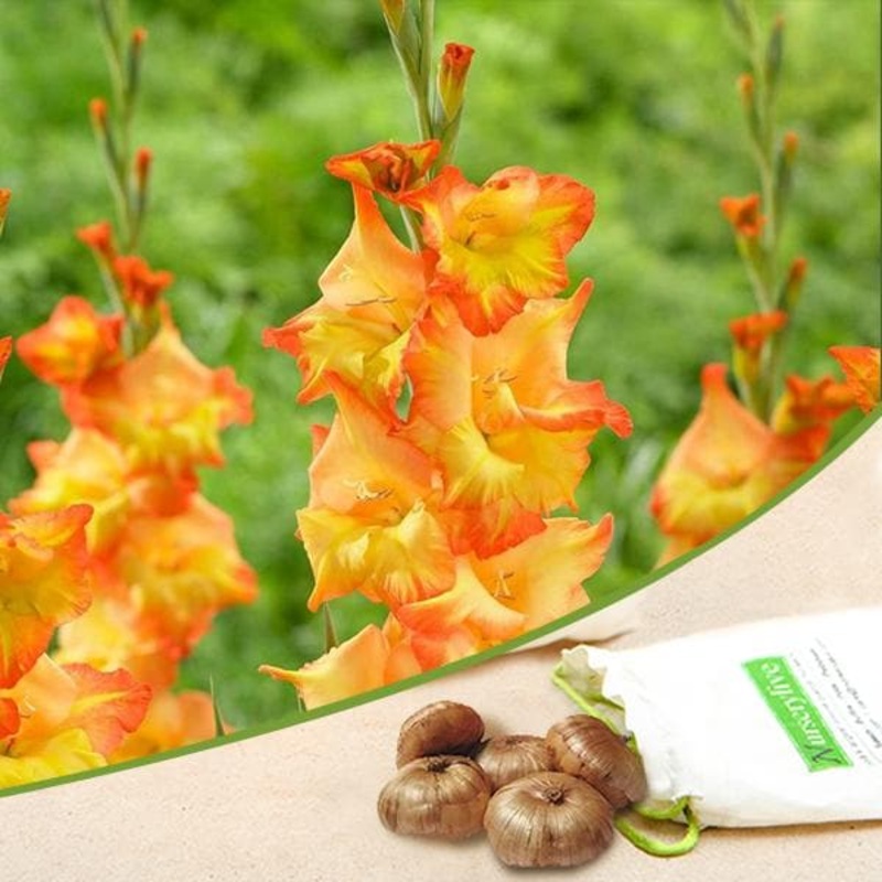 Gladiolus (Orange, Yellow) – Bulbs (set of 10)