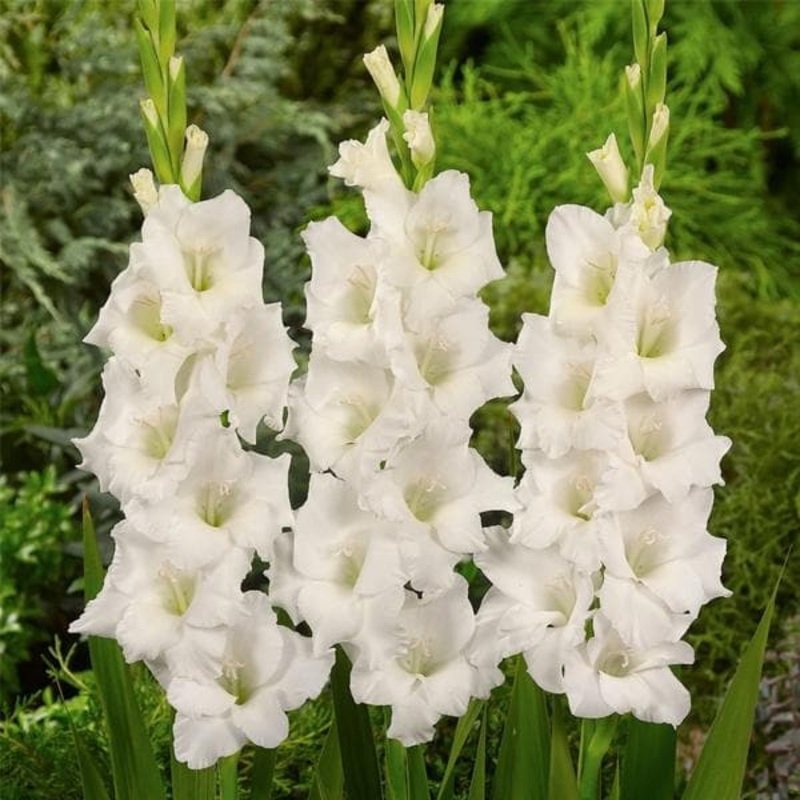 Gladiolus Pacifica (White) – Bulbs (set of 10)