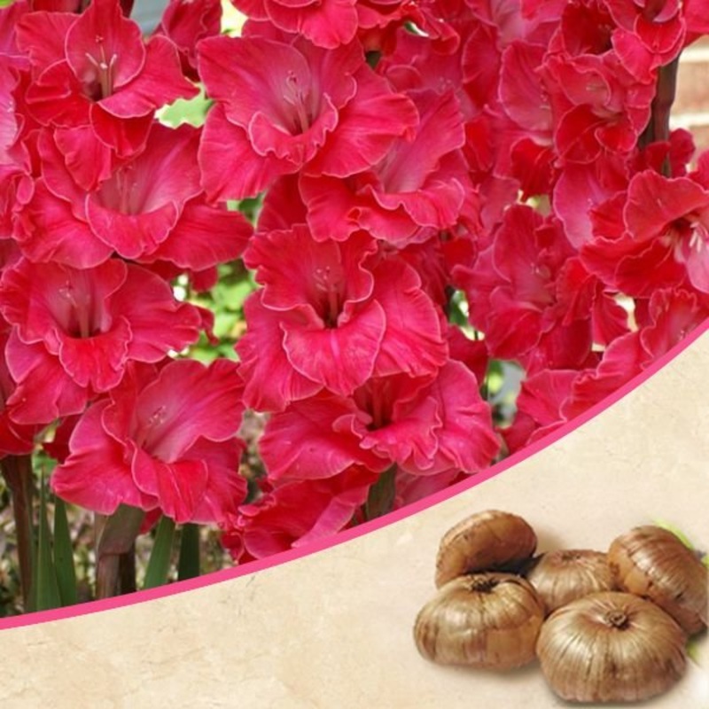 Gladiolus (Pink) – Bulbs (set of 10)
