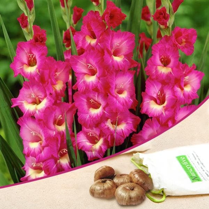 Gladiolus (Pink, Yellow) – Bulbs (set of 10)