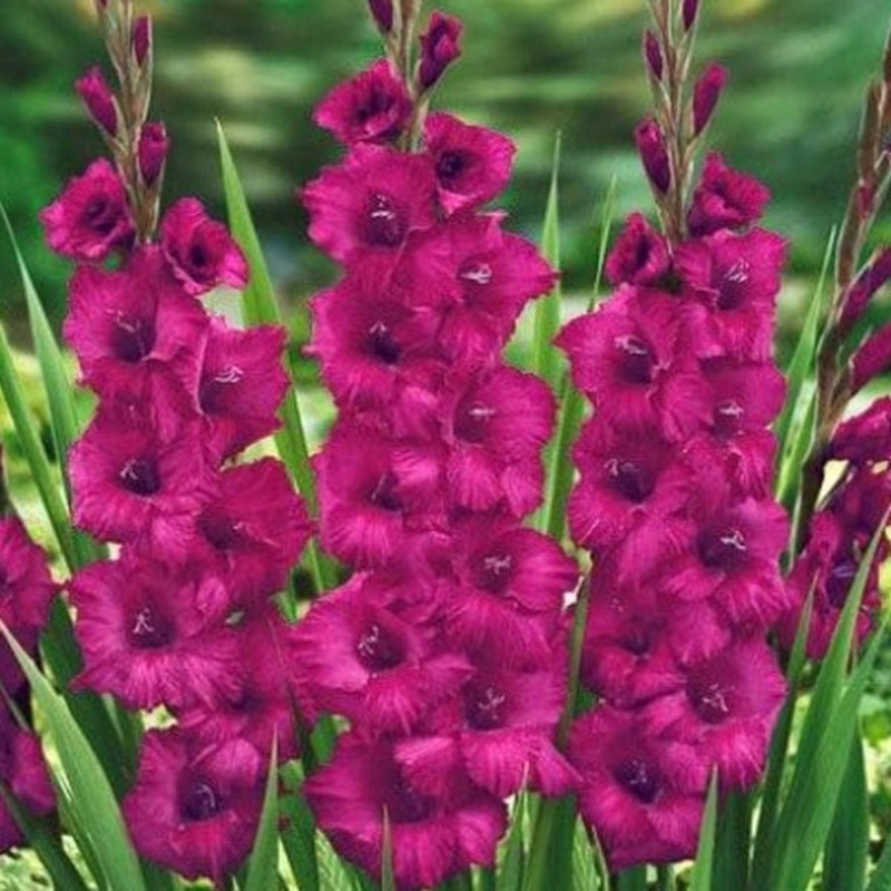 Gladiolus Plumtart (Magenta) – Bulbs (set of 10)