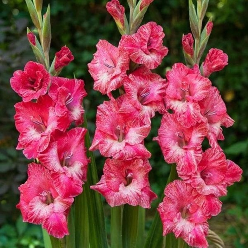 Gladiolus Puppy Tears (Pink, White) – Bulbs (set of 10)