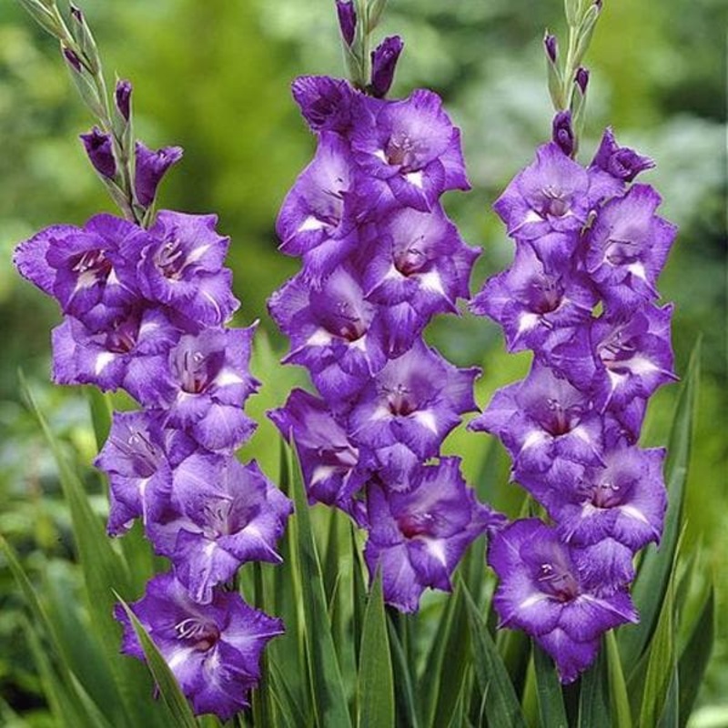 Gladiolus (Purple Plum) – Bulbs (set of 10)
