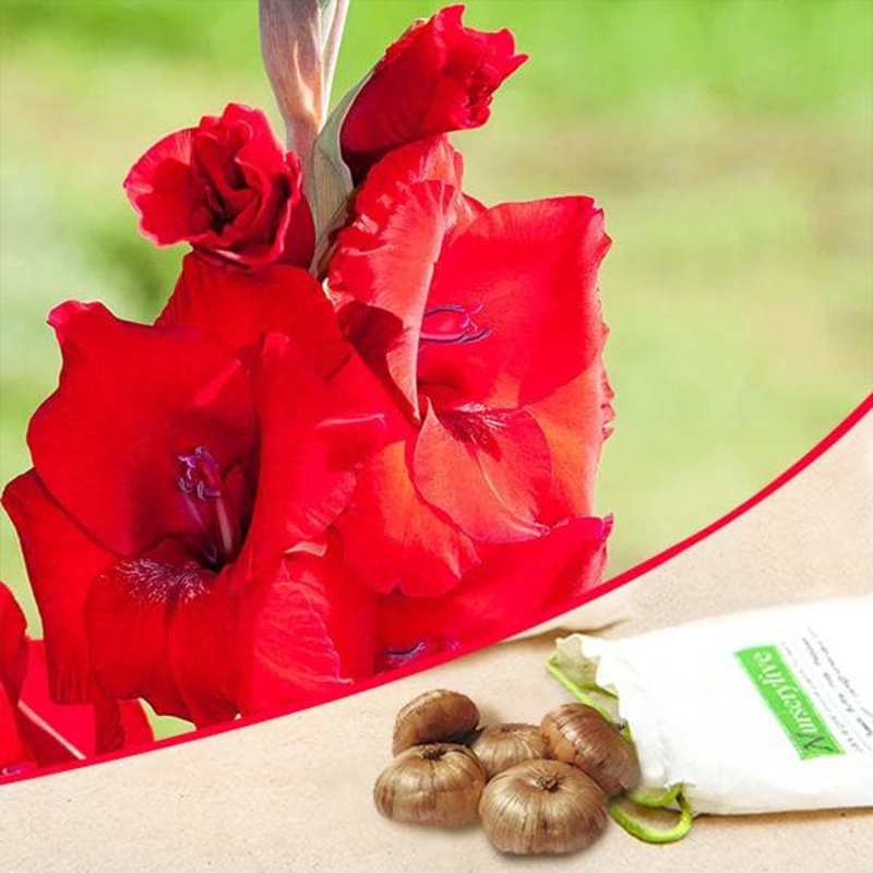 Gladiolus Read Majesty (Red) – Bulbs (set of 10)