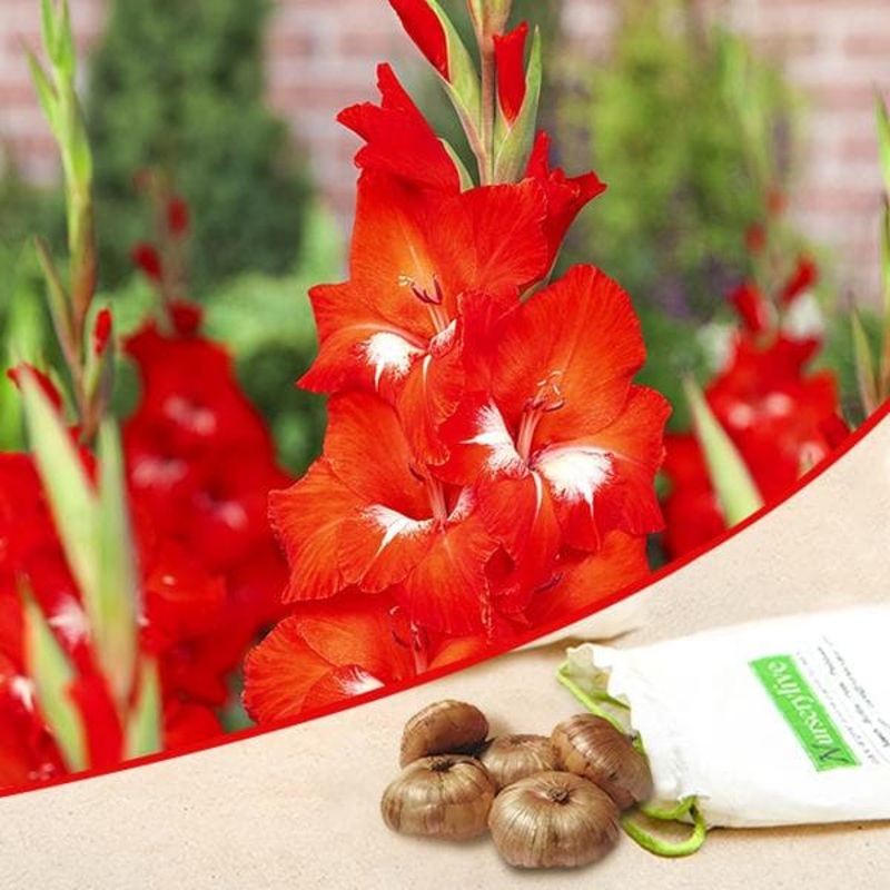 Gladiolus (Red, White) – Bulbs (set of 10)
