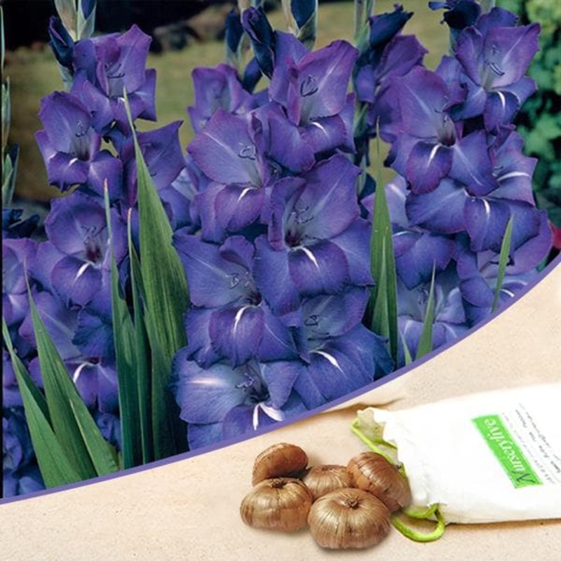 Gladiolus (Royal Blue) – Bulbs (set of 10)