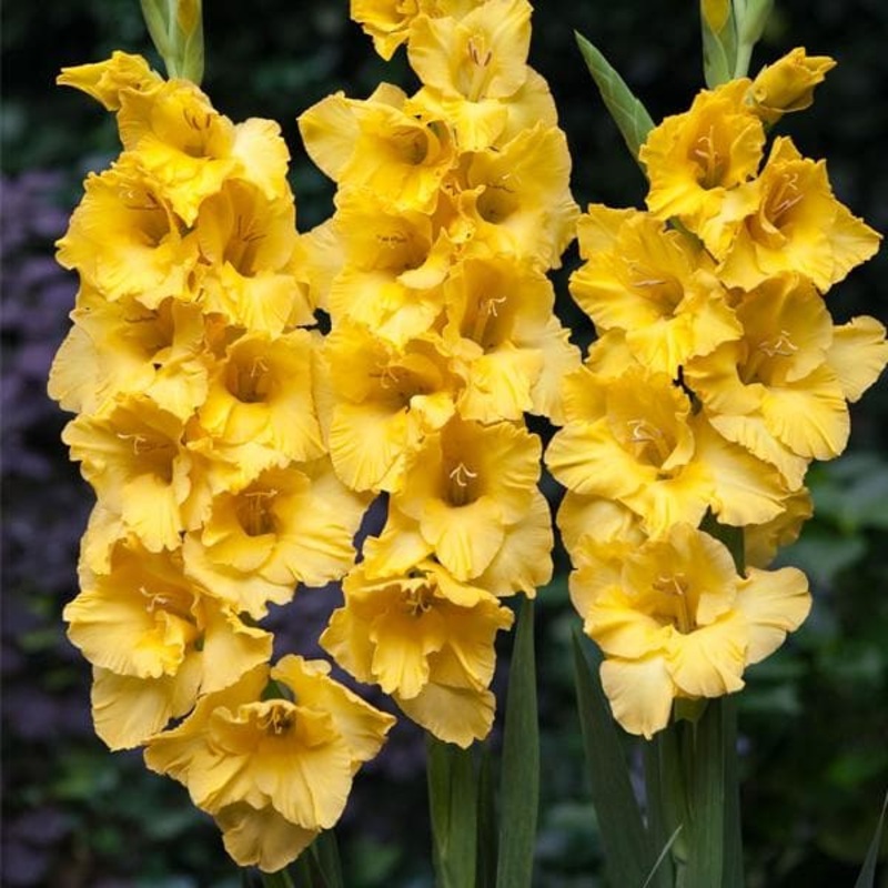 Gladiolus Souvenir (Yellow) – Bulbs (set of 10)