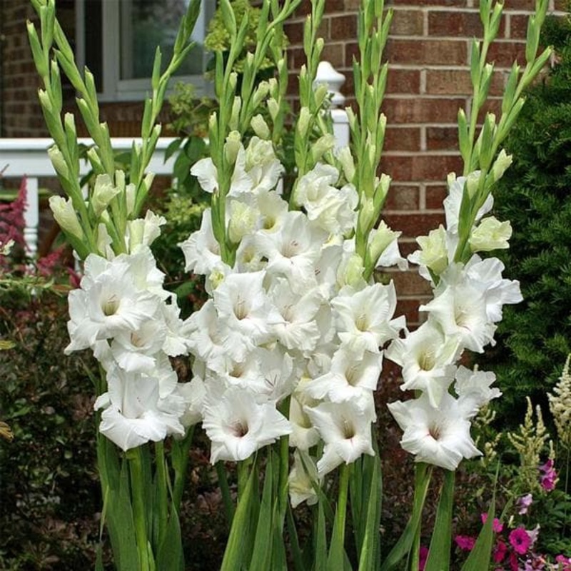 Gladiolus Thumbelina (White) – Bulbs (set of 10)