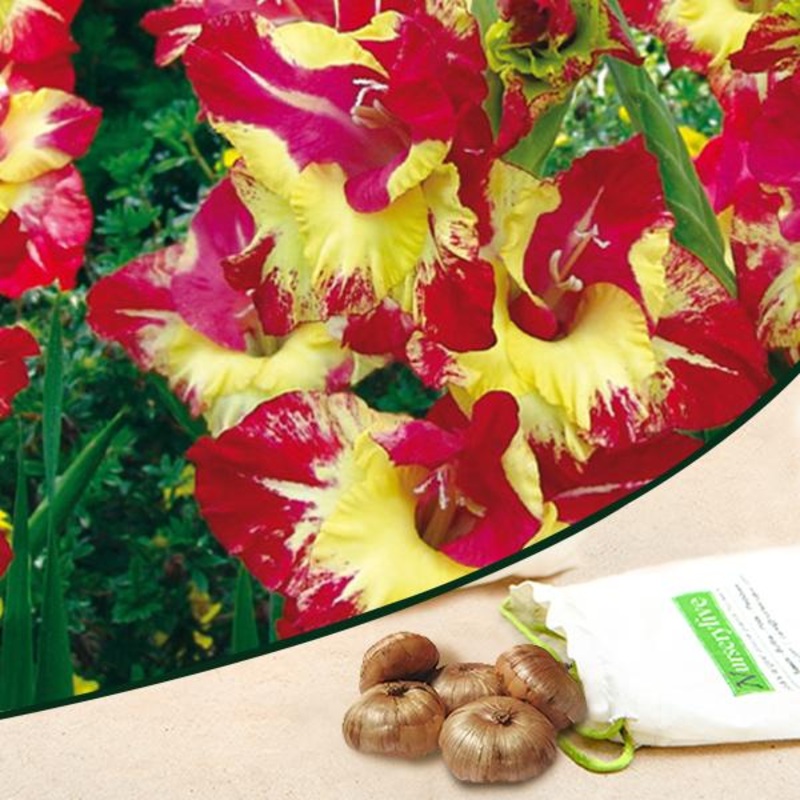 Gladiolus Tiger Flame (Red, Yellow) – Bulbs (set of 10)