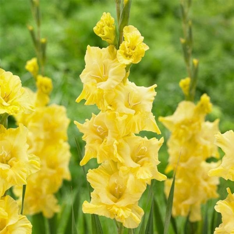 Gladiolus (True yellow) – Bulbs (set of 10)