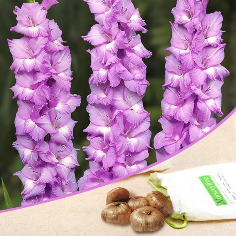 Gladiolus Vadetta (Violet, White) – Bulbs (set of 10)