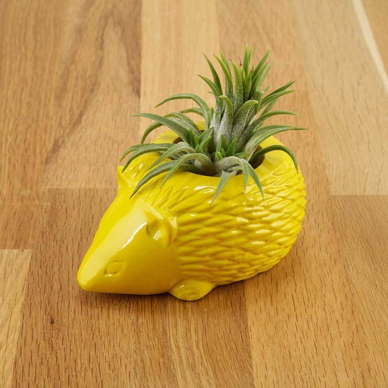 Hedgehog Planter
