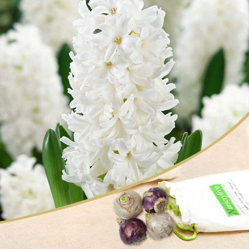 Hyacinth Fairy White – Bulbs (set of 5)