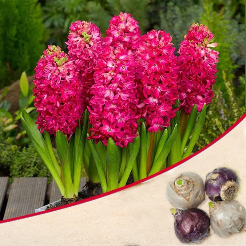 Hyacinth Jan Bos (Pink) – Bulbs