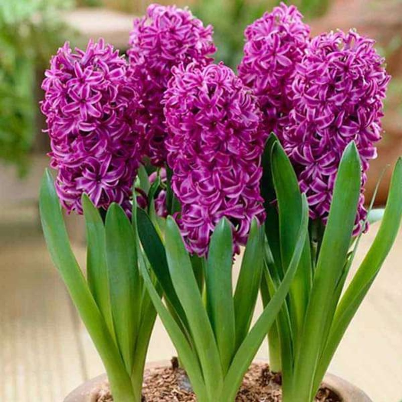 Hyacinth (Purple Sensation) – Bulbs (set of 5)