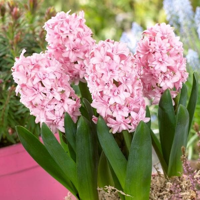 Hyacinth Rosette Double (Pink) – Bulbs (set of 10)