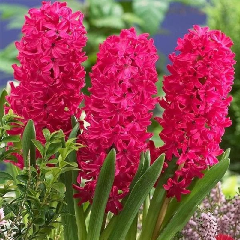 Hyacinth Scarlet Pearl (Pink) – Bulbs (set of 5)