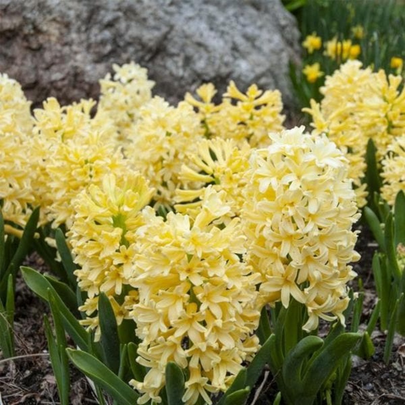 Hyacinth (Yellow Stone) – Bulbs