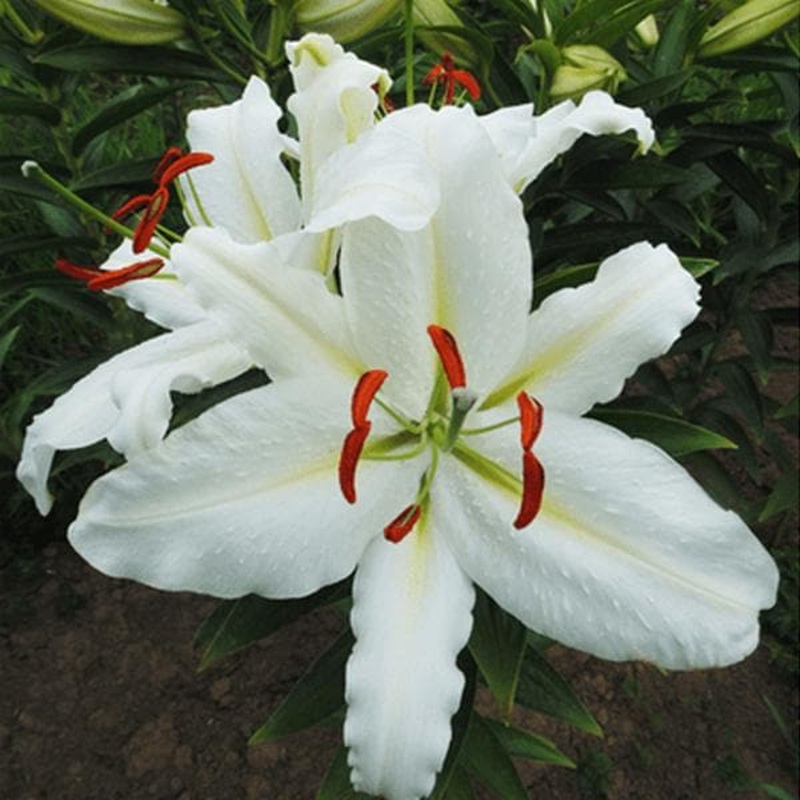 Ice Dancer Oriental Lily (White) – Bulbs (set of 5)
