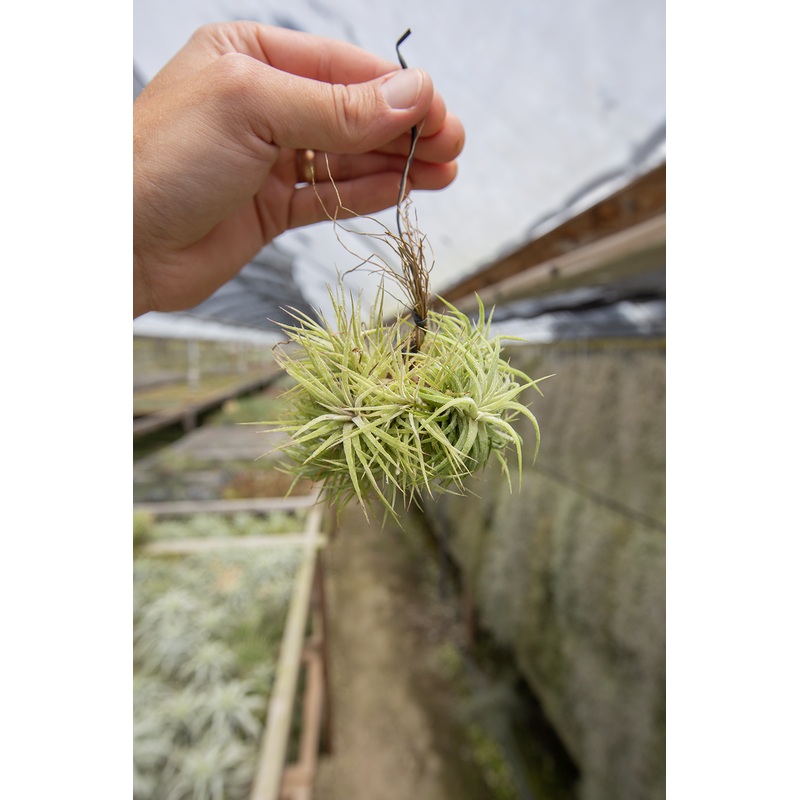 Ionantha Mexico Hanging Ball