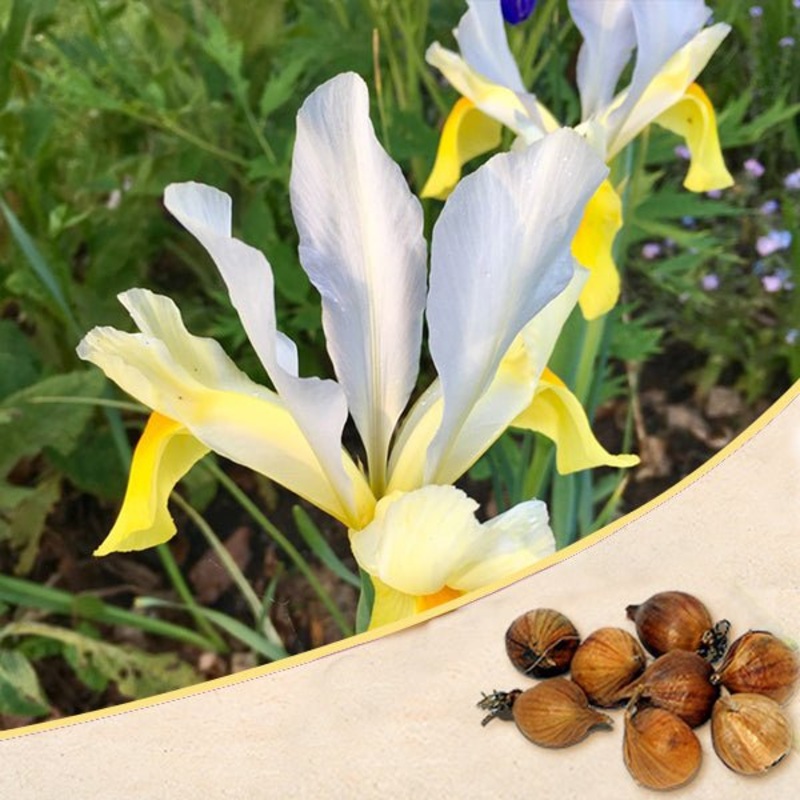 Iris Casablanca (White, Yellow) – Bulbs (set of 5)