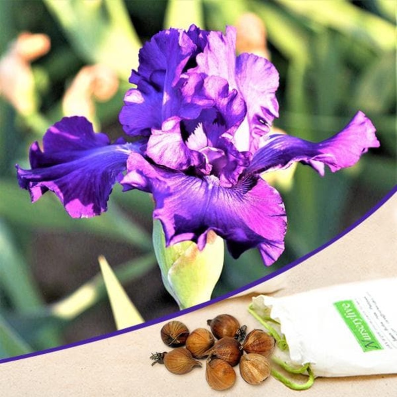 Iris Daylight (Purple) – Bulbs (set of 5)