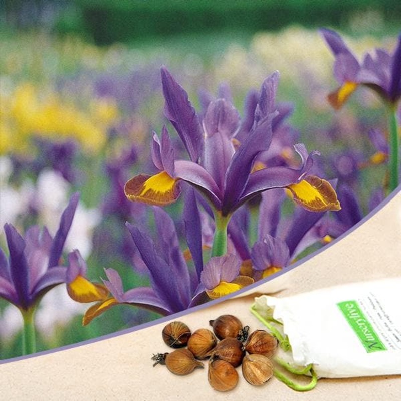 Iris Flashlight (Purple, White) – Bulbs (set of 5)