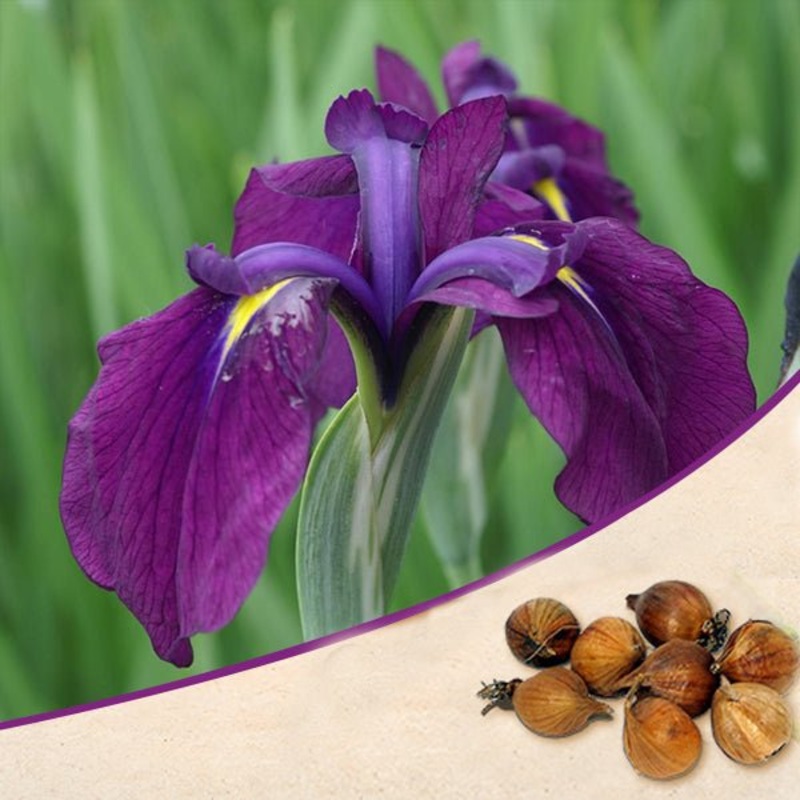 Iris kaempferi, Iris Ensata (Purple) – Bulbs (set of 5)