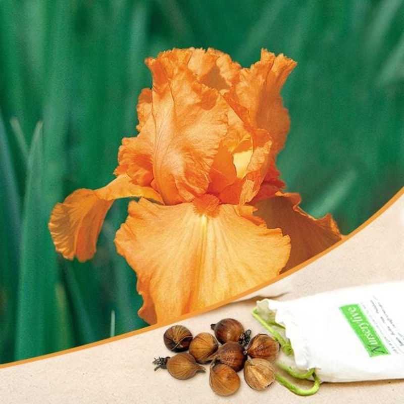 Iris (Orange) – Bulbs (set of 5)