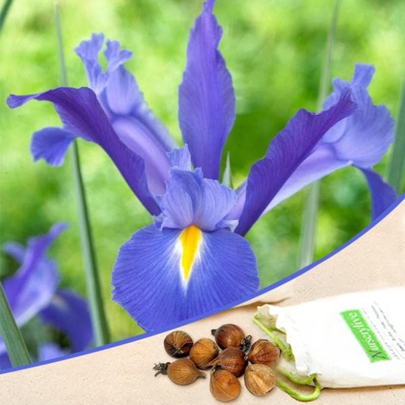 Iris Professor Blauw (Blue) – Bulbs (set of 5)