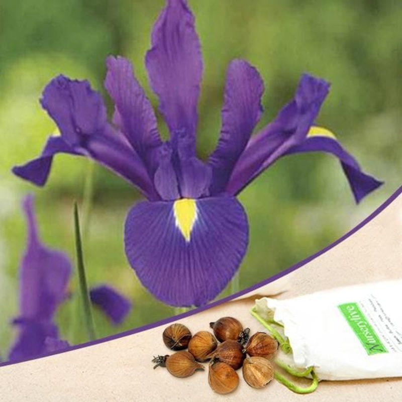 Iris (Purple) – Bulbs (set of 5)