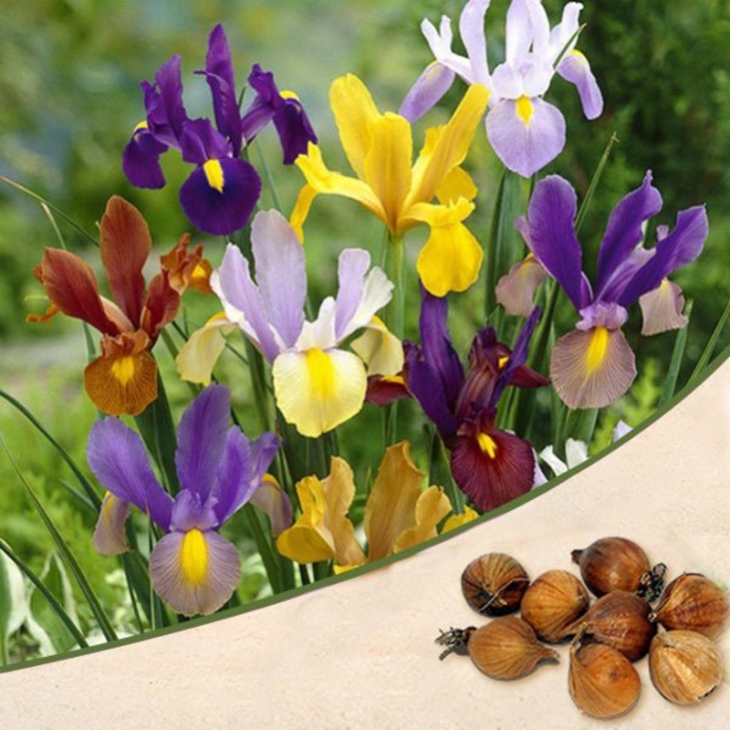 Iris (Random Color) – Bulbs|Set of 3|Set of 5