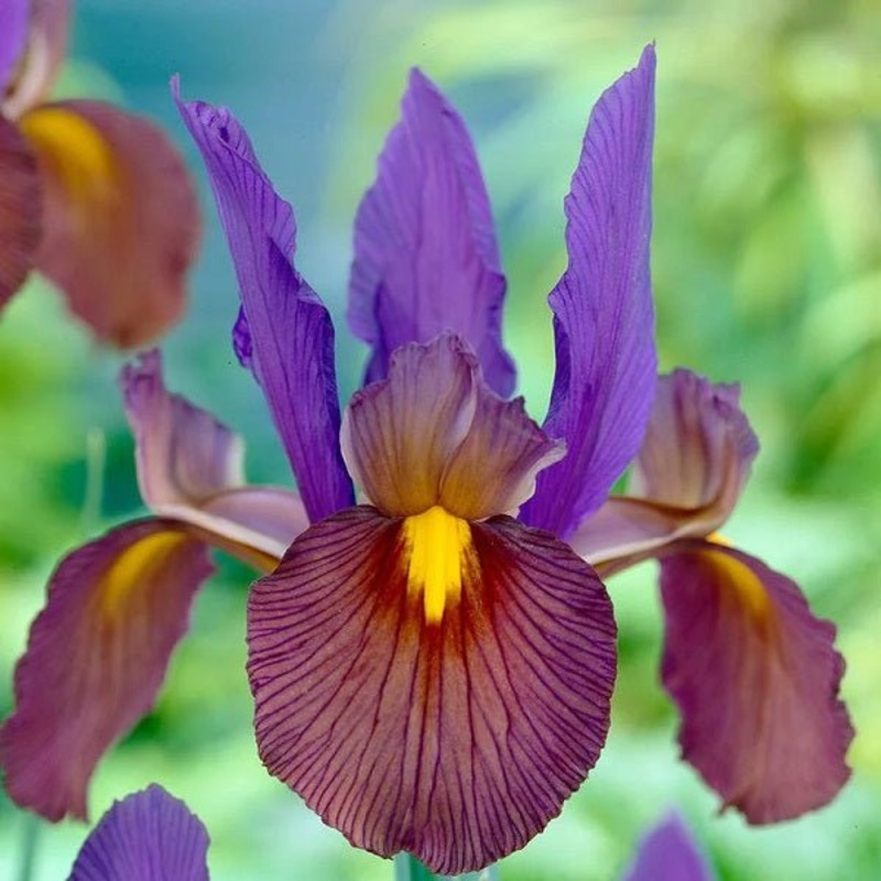 Iris Tigereye (Purple) – Bulbs